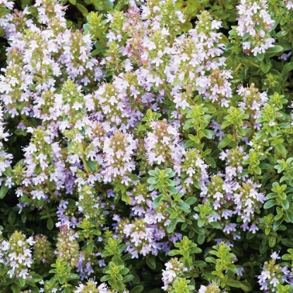 Picture of Thyme, Broad Leaved